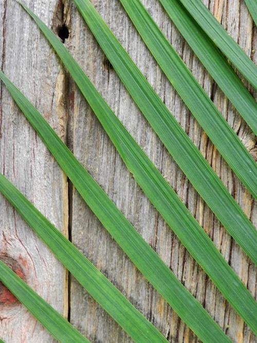 TEPE PALMS   GREENS